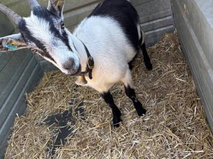 Bild 3:Pfauenziegenkitz