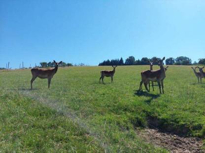 Bild 6:Rotwild, Hirsche, Wild