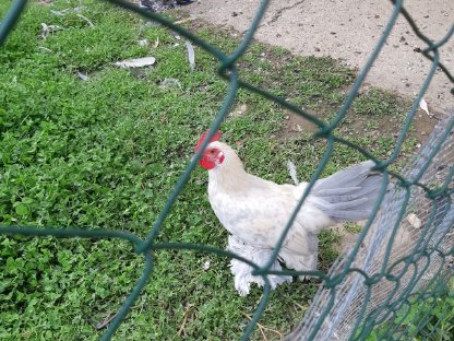 Bild 2:Federvieh abzugeben