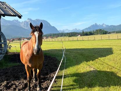 Bild 9:Süddeutsche Kaltblutstute