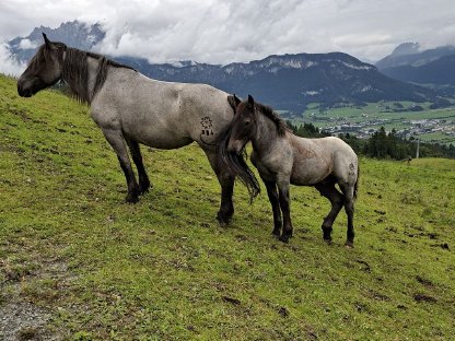 Bild 4:Noriker Blauschimmel Hengstfohlen Freddy P
