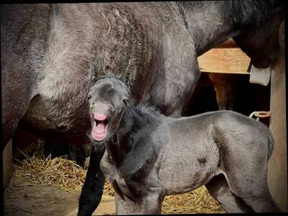 Bild 4:Vielversprechendes Hengstfohlen
