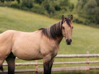 Quarter Horse Hengstjährling