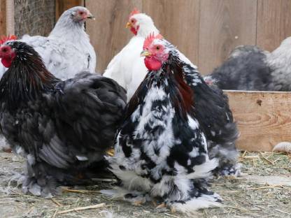 Zwerg Cochin Küken
