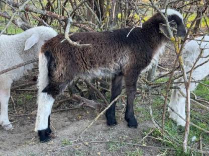 Bild 3:Waldschafe