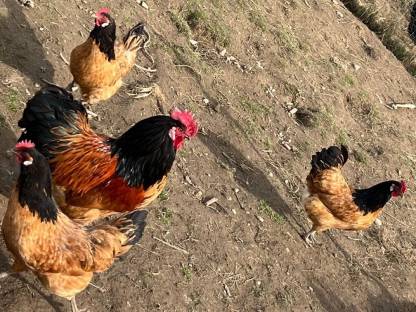 Bild 4:Vorwerk Bruteier