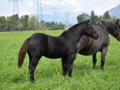 Bild 3:Webersee Nero Noriker Rapp Hengstfohlen zu verkaufen
