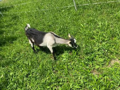 Bild 3:2 Stk. Pfauenziegenkitze