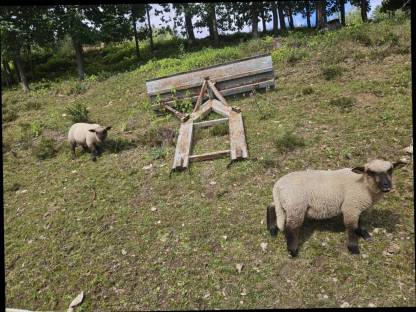 Bild 2:Shropshire Lämmer zu verkaufen