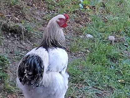 Brahma Hahn