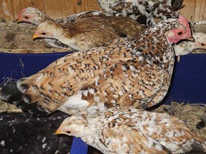 Bild 6:Hühner, Höckergänse, Puten, Kunekune, Bruteier