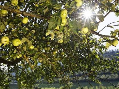 Bild 3:Naturpark Almenland - 36 Sorten veganer Spezialitätenessige