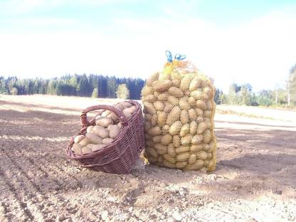 Waldviertler Erdäpfel / Kartoffel
