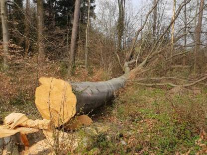 Bild 4:Forst,- und Spezialholzerei