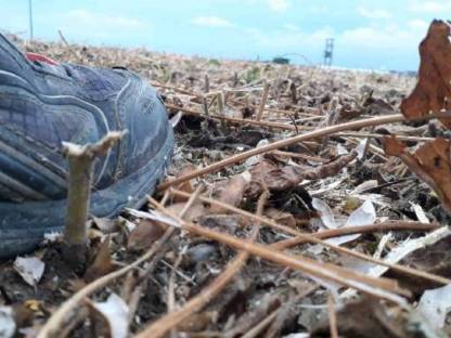 Bild 3:Bieten Soja-Ernte mit FLEX-Schneidwerk