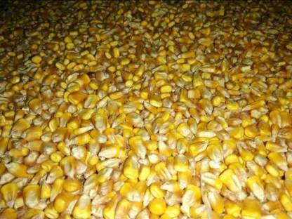 Bild 3:Maisdrusch mit Axial-Rupenmähdrescher