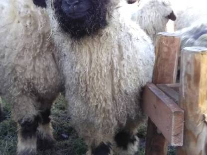 Bild 2:Walliser Schwarznasen