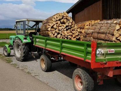 Bild 2:Wald und keine Zeit zum Durchforsten