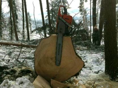 Bild 2:Biete Holzschlägerungen