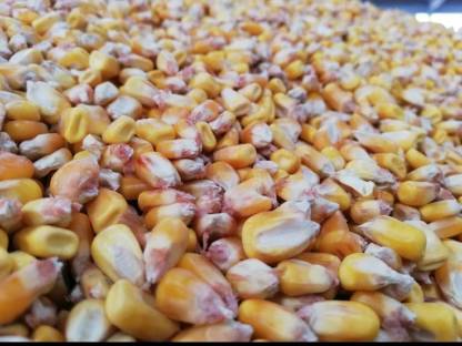 Bild 2:Maisdrusch mit Axial-Rupenmähdrescher