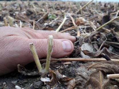 Bild 2:Bieten Soja-Ernte mit FLEX-Schneidwerk