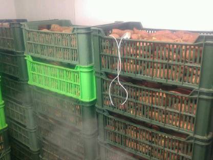 Bild 2:Süßkartoffel curing