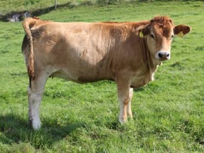 Bild 2:Murbodner - Bio-Jungkalbinnen