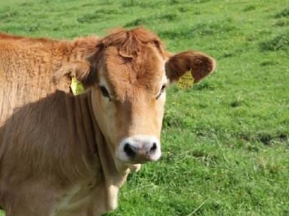 Bild 3:Murbodner - Bio-Jungkalbinnen