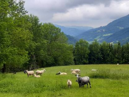 Bild 2:Lammfleisch vom Weidelamm auf Vorbestellung