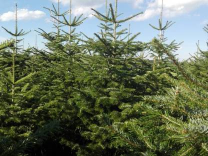 Nordmanntannen und größere Mengen Tannenreisig