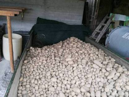 Bintje kartoffel kaufen