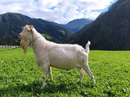 Ziegenböcke