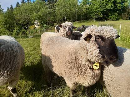 Bild 3:Shropshire Schafe