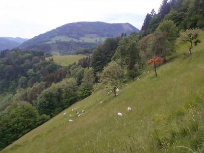 Bild 3:Lammfleisch vom Weidelamm auf Vorbestellung