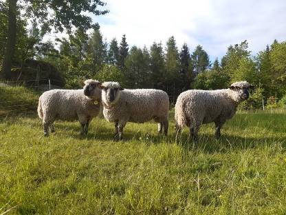 Bild 4:Shropshire Schafe