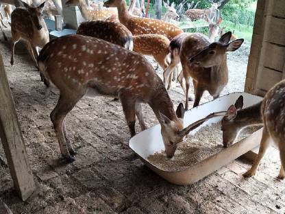 Bild 2:Kräftige Sika-Hirsche für Zucht