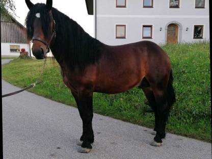 Pferdemarkt Noriker Noriker Hengst 2,5 jährig kaufen