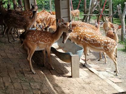 Bild 4:Kräftige Sika-Hirsche für Zucht