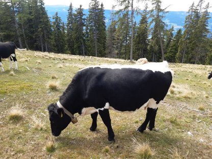 Schwarze Pinzgauer Kühe, Kälber, Kalbin