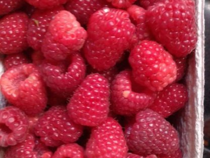 Himbeeren tiefgekühlt zur Verarbeitung