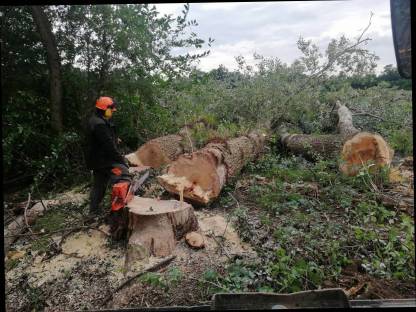Bild 2:Holzschlägerung, Holzrückung, Rodungsarbeiten