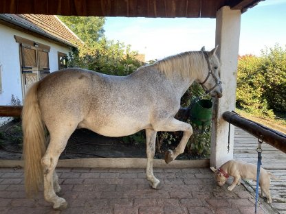 Bild 3:Andalusier Wallach, 17 Jahre
