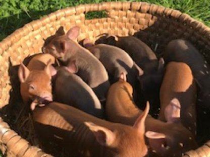 Handsame Duroc Ferkel