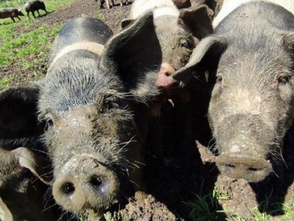 Bild 2:Teilstücke vom Freilandschwein