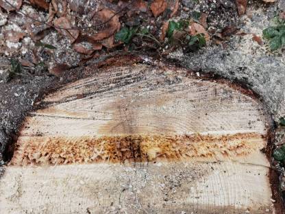 Bild 3:Diverse Forstarbeiten