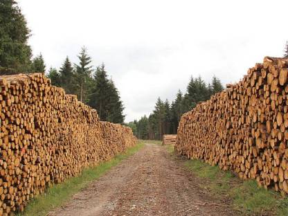 Bild 4:Holzschlägerung, Holzrückung, Rodungsarbeiten