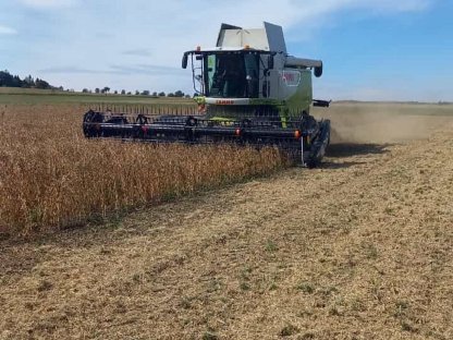 Bild 3:Soja dreschen mit Flexschneidwerk