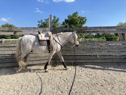 Bild 6:Andalusier Wallach, 17 Jahre