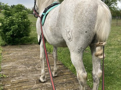 Bild 5:Andalusier Wallach, 17 Jahre