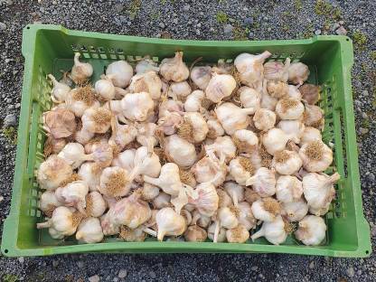 Knoblauch